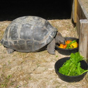 ALDABRA BREEDER