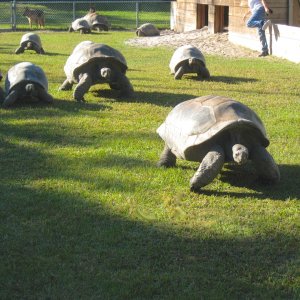 ALDABRA BREEDER