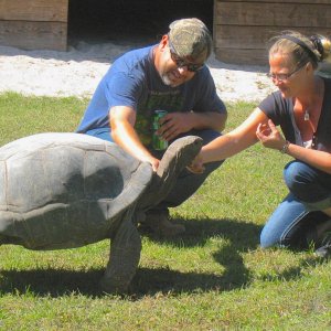 ALDABRA BREEDER