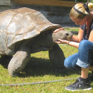 ALDABRA BREEDER