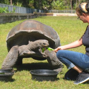 ALDABRA BREEDER
