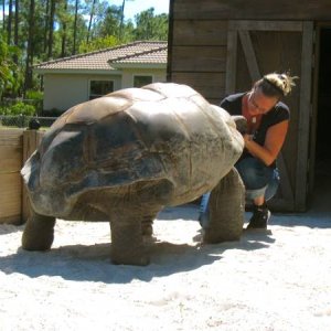 ALDABRA BREEDER