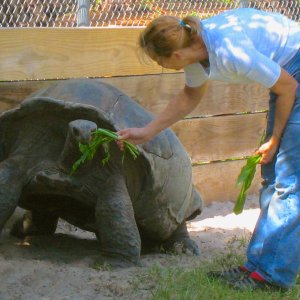 ALDABRA BREEDER