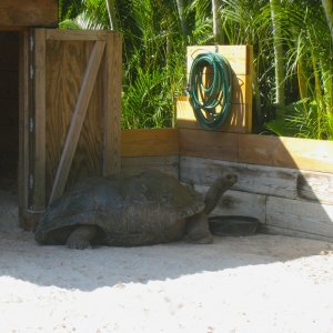 ALDABRA BREEDER