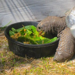 ALDABRA BREEDER