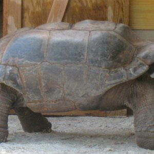 ALDABRA BREEDER
