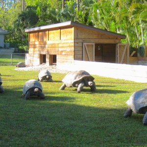 ALDABRA BREEDER