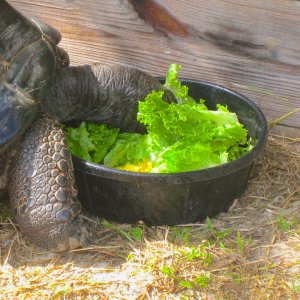 ALDABRA BREEDER