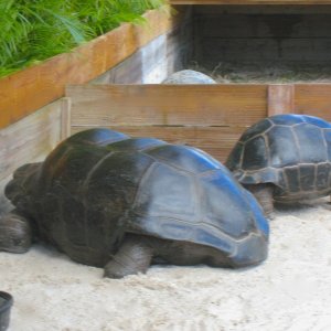 ALDABRA BREEDER