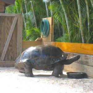 ALDABRA BREEDER
