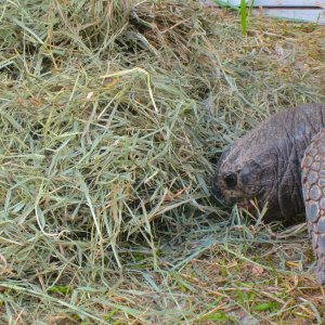 ALDABRA BREEDER