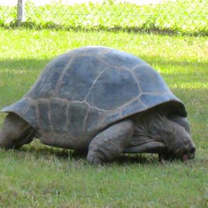 ALDABRA BREEDER