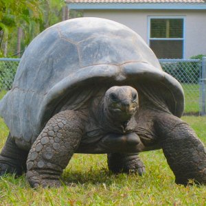 ALDABRA BREEDER