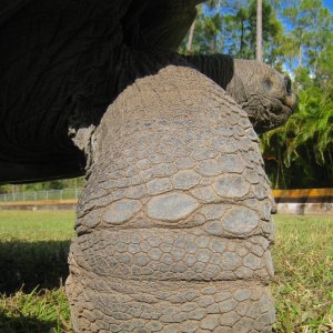ALDABRA BREEDER