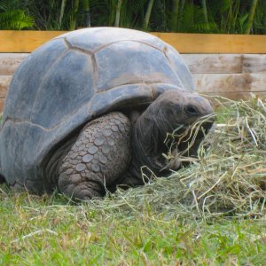 ALDABRA BREEDER