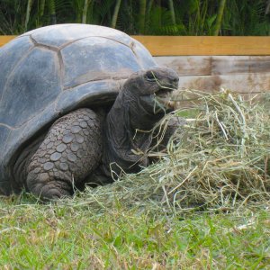 ALDABRA BREEDER