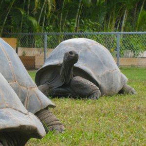 ALDABRA BREEDER