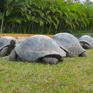 ALDABRA BREEDER