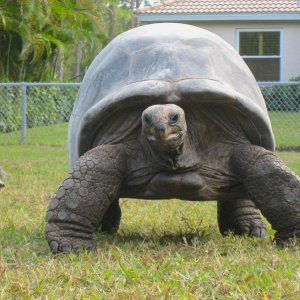 ALDABRA BREEDER