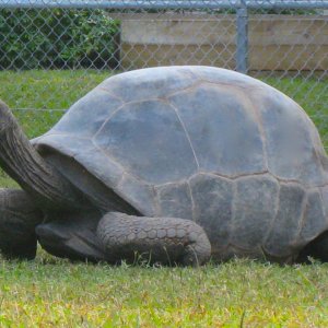 ALDABRA BREEDER