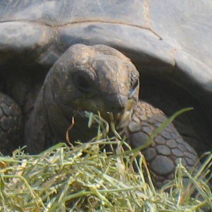 ALDABRA BREEDER