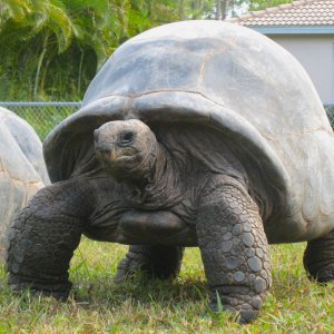 ALDABRA BREEDER