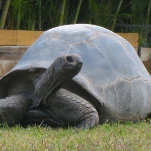 ALDABRA BREEDER