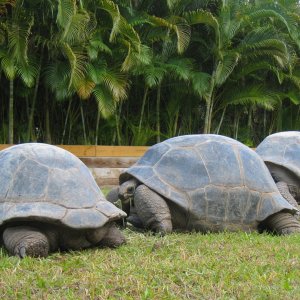 ALDABRA BREEDER