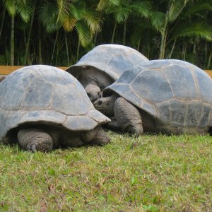 ALDABRA BREEDER