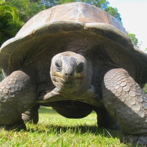 ALDABRA BREEDER