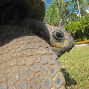 ALDABRA BREEDER