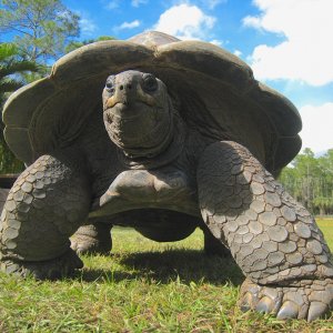ALDABRA BREEDER
