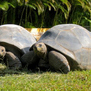 ALDABRA BREEDER