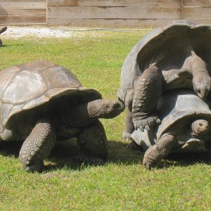 ALDABRA BREEDER