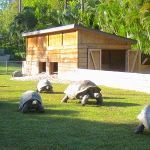 ALDABRA BREEDER