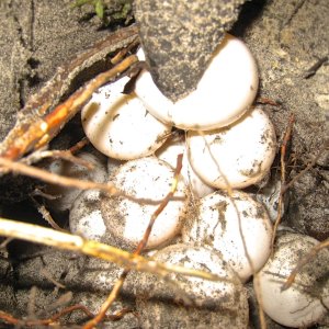 ALDABRA BREEDER