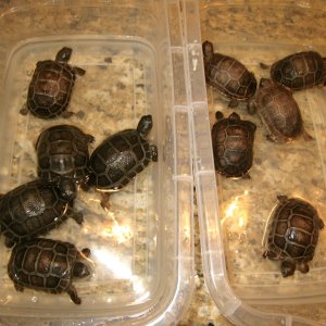 ALDABRA BREEDER