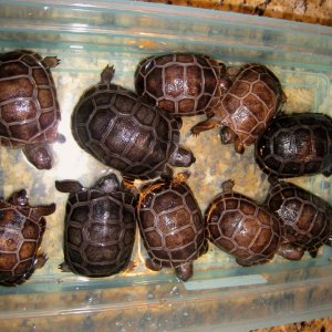 ALDABRA BREEDER