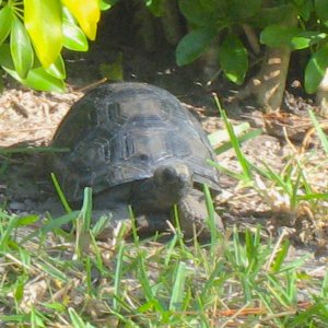 ALDABRA BREEDER