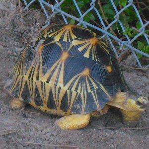 ALDABRA BREEDER