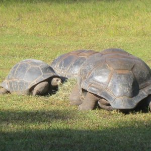 ALDABRA BREEDER