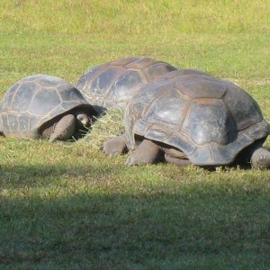 ALDABRA BREEDER