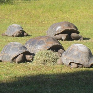 ALDABRA BREEDER