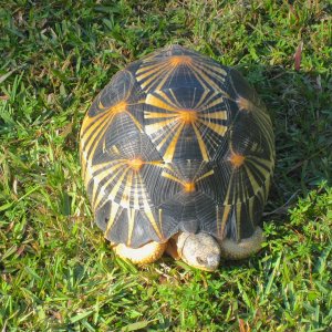 ALDABRA BREEDER