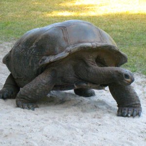 ALDABRA BREEDER