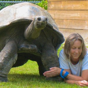 ALDABRA BREEDER
