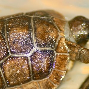 ALDABRA BREEDER