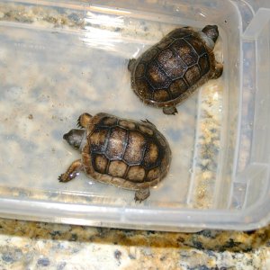 ALDABRA BREEDER