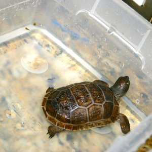 ALDABRA BREEDER
