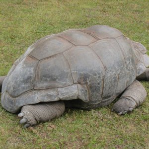 ALDABRA BREEDER